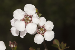 Leptospermum erubescens