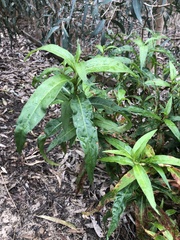 Persicaria decipiens