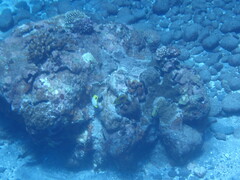 Chaetodon unimaculatus