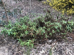 Persicaria decipiens