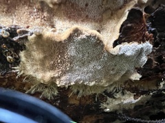 Asterodon ferruginosus