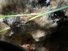 Asterodon ferruginosus