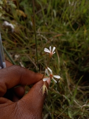 Pelargonium alchemilloides