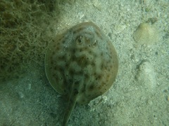 Urobatis maculatus