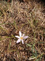 Colchicum autumnale