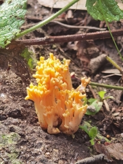 Ramaria capitata