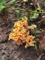 Ramaria capitata