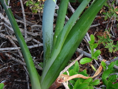 Albuca canadensis