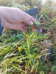Cirsium pendulum
