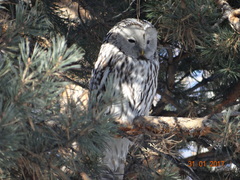 Strix uralensis