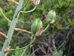 Albuca canadensis