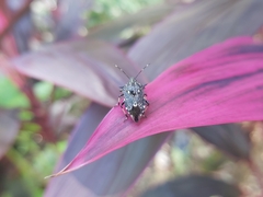 Eocanthecona furcellata