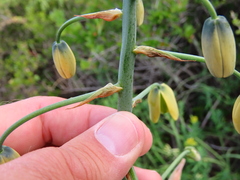 Albuca canadensis