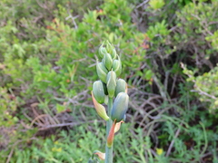 Albuca canadensis