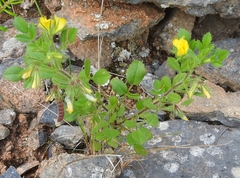 Ononis ornithopodioides