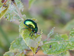 Chrysolina herbacea