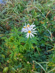 Asteraceae
