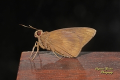 Erionota thrax