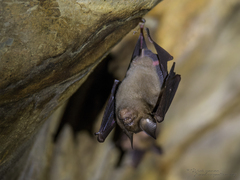 Hipposideros larvatus
