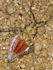Lethocerus medius