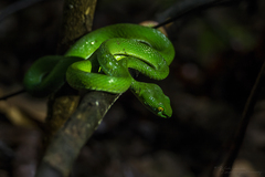 Trimeresurus macrops
