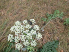 Linnaemya
