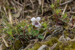 Viola senzanensis