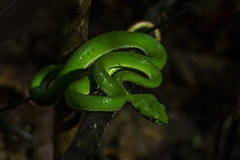Trimeresurus macrops