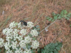 Linnaemya