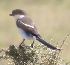 Lanius collaris collaris