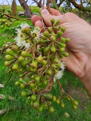 Eucalyptus obliqua