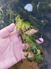 Ranunculus kauffmannii