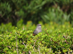 Curruca subcoerulea subcoerulea