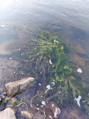 Ranunculus kauffmannii