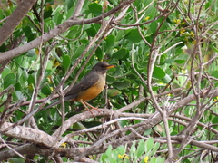 Turdus olivaceus olivaceus