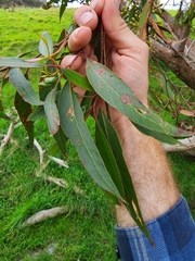 Eucalyptus obliqua