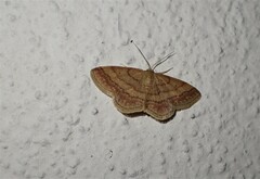 Scopula rubiginata