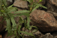 Senecio dubitabilis