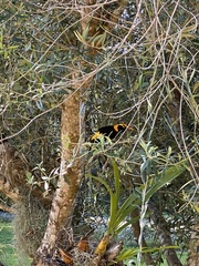 Sericulus chrysocephalus