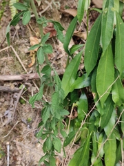 Cyanthillium cinereum