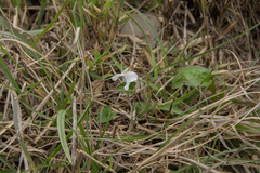 Viola senzanensis