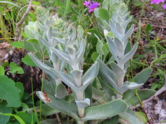 Crassula tomentosa