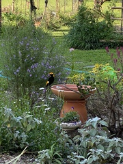 Sericulus chrysocephalus