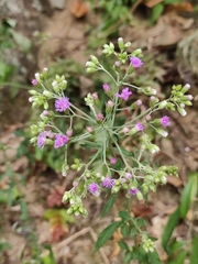 Cyanthillium cinereum