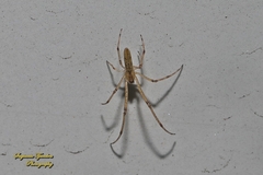 Tetragnatha