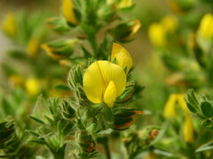Ononis pubescens