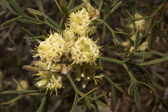 Grevillea trifida