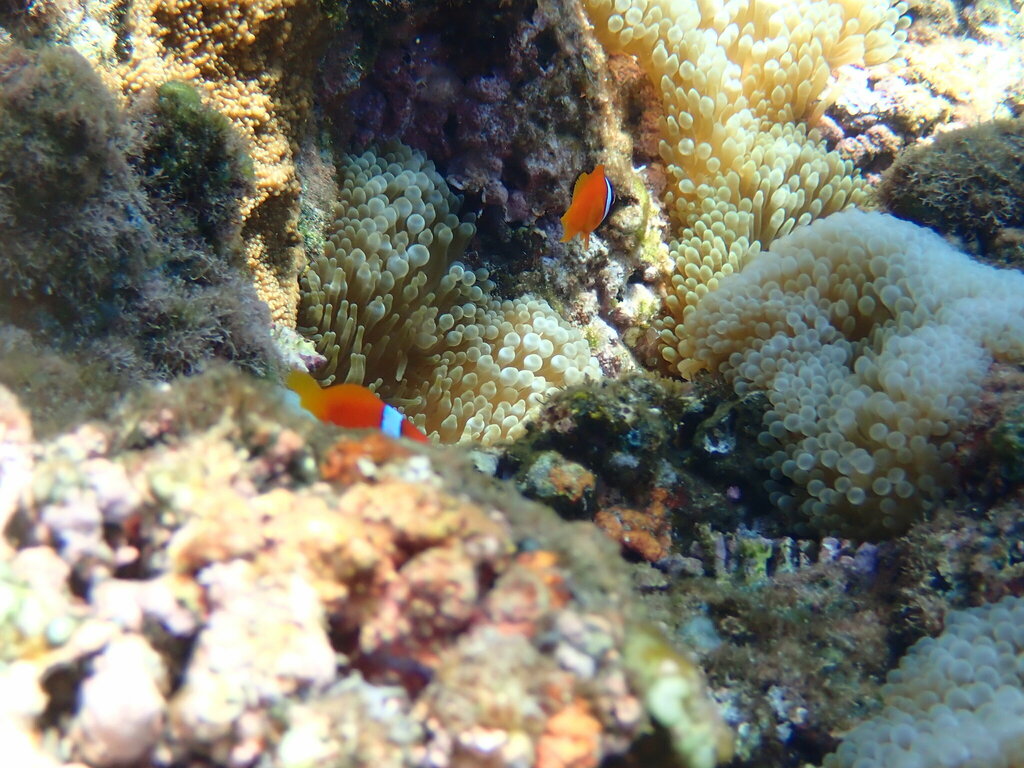 blackback anemonefish