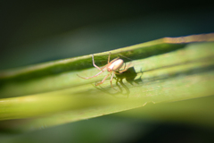Enoplognatha ovata