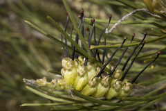 Grevillea hookeriana